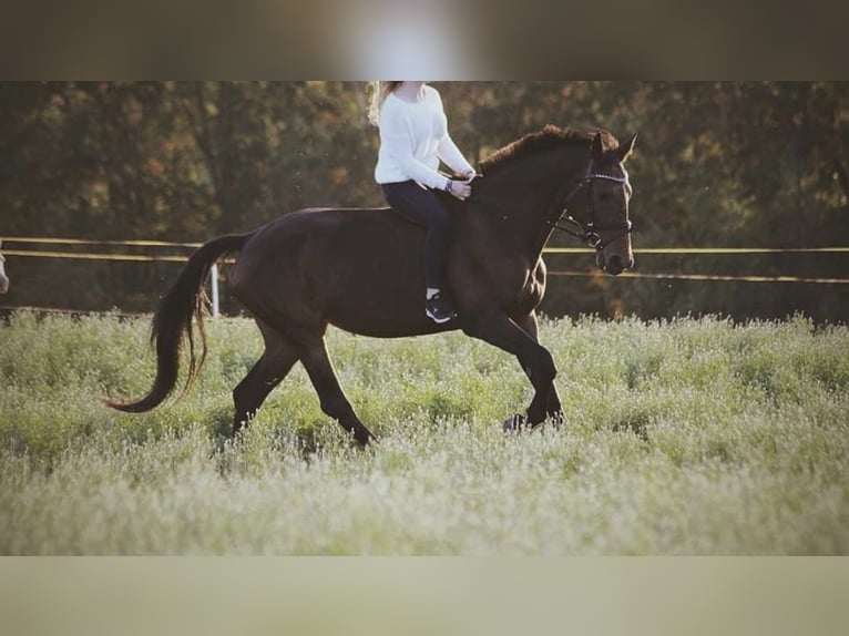 Tysk sporthäst Sto 16 år 172 cm Brun in Gera
