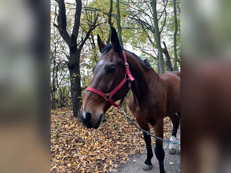 Tysk sporthäst Sto 19 år 170 cm Brun in Neulengbach