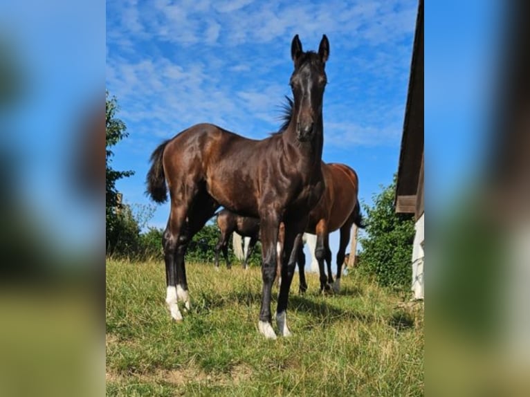 Tysk sporthäst Sto 1 år in Ettenbeuren