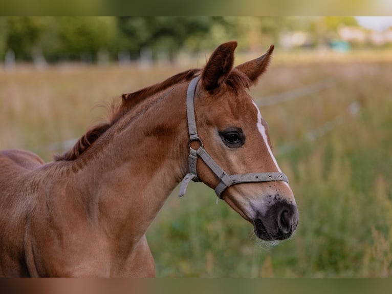 Tysk sporthäst Sto 1 år Fux in Wulkow