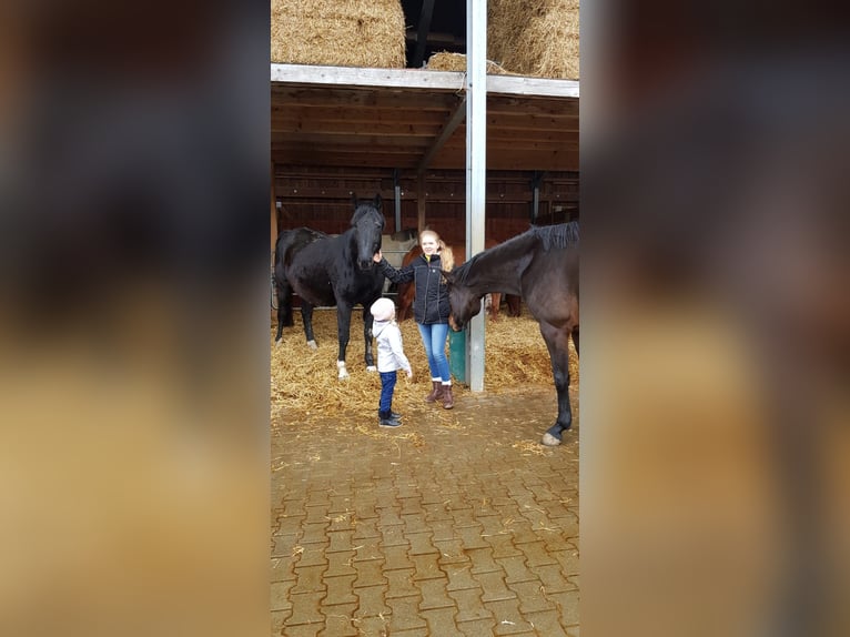 Tysk sporthäst Sto 20 år 173 cm Svart in Schwendi