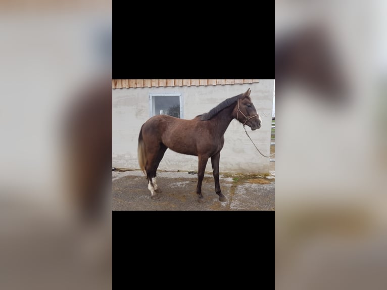 Tysk sporthäst Sto 2 år Fux in Haldenwang