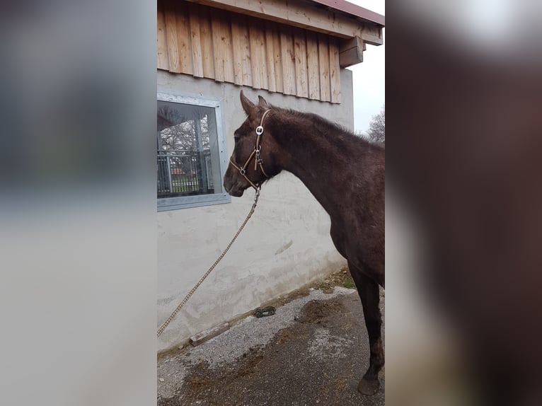 Tysk sporthäst Sto 2 år Fux in Haldenwang