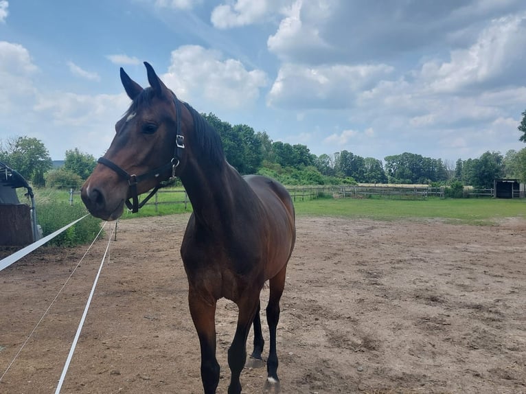 Tysk sporthäst Sto 3 år 165 cm Mörkbrun in Groß Kreutz