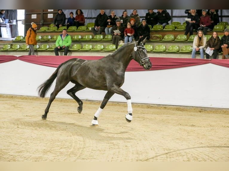 Tysk sporthäst Sto 3 år 169 cm Svart in Laichingen