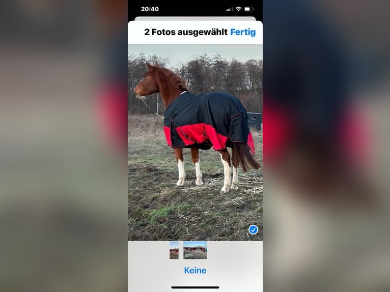 Tysk sporthäst Sto 3 år 170 cm fux in Geesow
