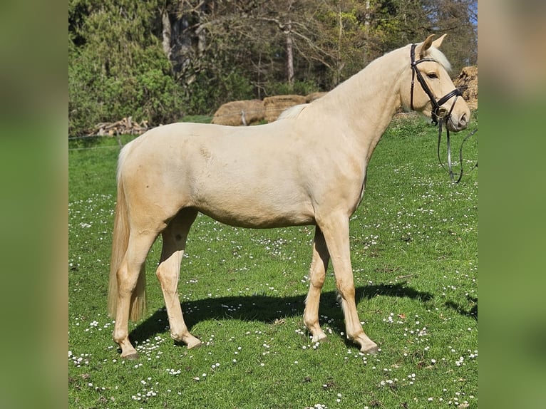 Tysk sporthäst Sto 3 år 170 cm Palomino in Weilheim in Oberbayern