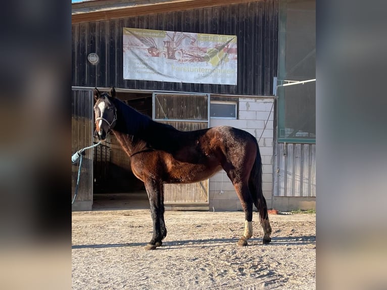 Tysk sporthäst Sto 3 år 171 cm Mörkbrun in Buchen