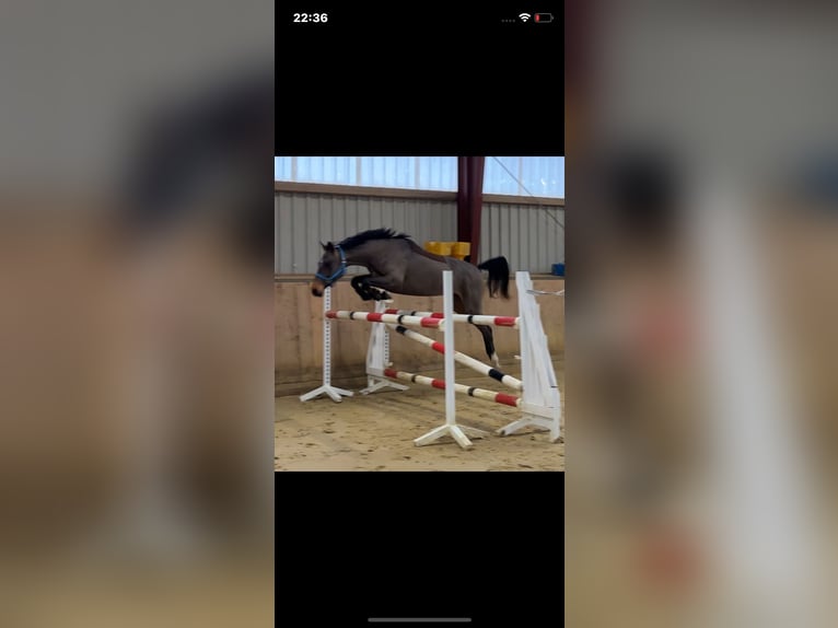 Tysk sporthäst Sto 4 år 158 cm Brun in Kellinghusen