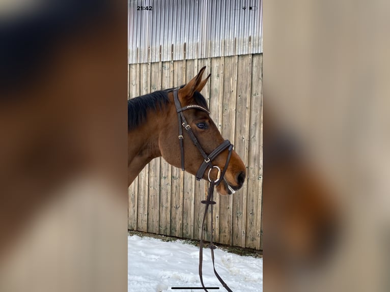 Tysk sporthäst Sto 4 år 160 cm Brun in Kellinghusen