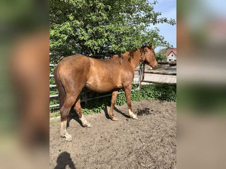 Tysk sporthäst Sto 4 år 163 cm fux in Sehnde