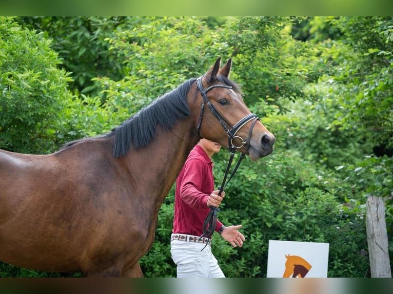 Tysk sporthäst Sto 4 år 165 cm Brun in Schönwalde-Glien