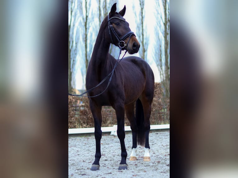 Tysk sporthäst Sto 4 år 167 cm Brun in Perl