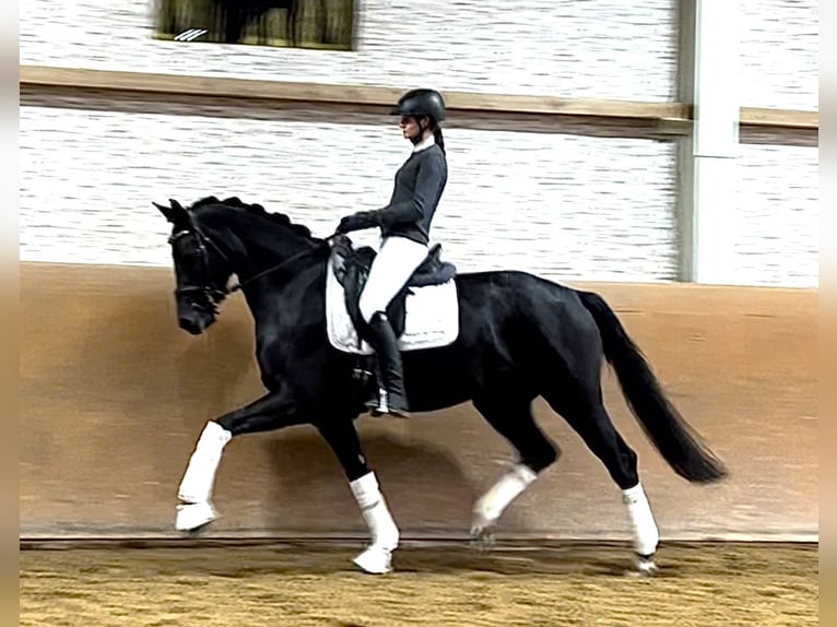 Tysk sporthäst Sto 4 år 168 cm Svart in Wehringen
