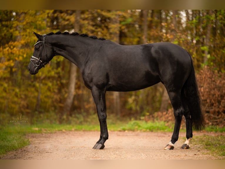 Tysk sporthäst Sto 4 år 168 cm Svart in Wehringen