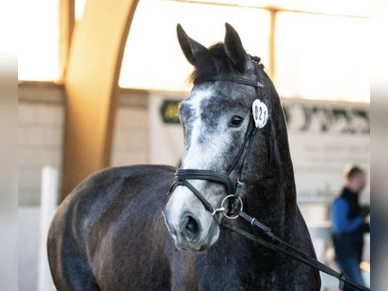 Tysk sporthäst Sto 4 år 170 cm Grå-mörk-brun in Ketzin