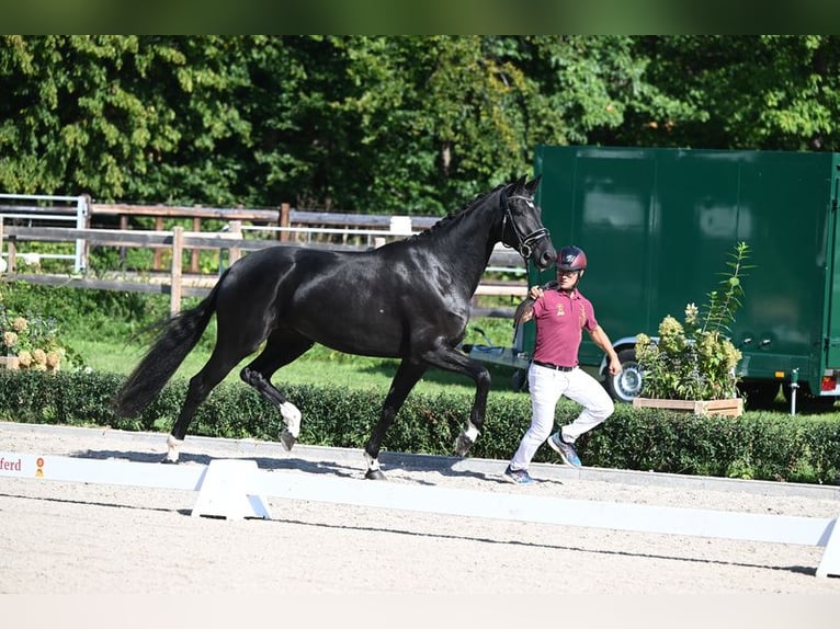 Tysk sporthäst Sto 4 år 170 cm Svart in Riedstadt