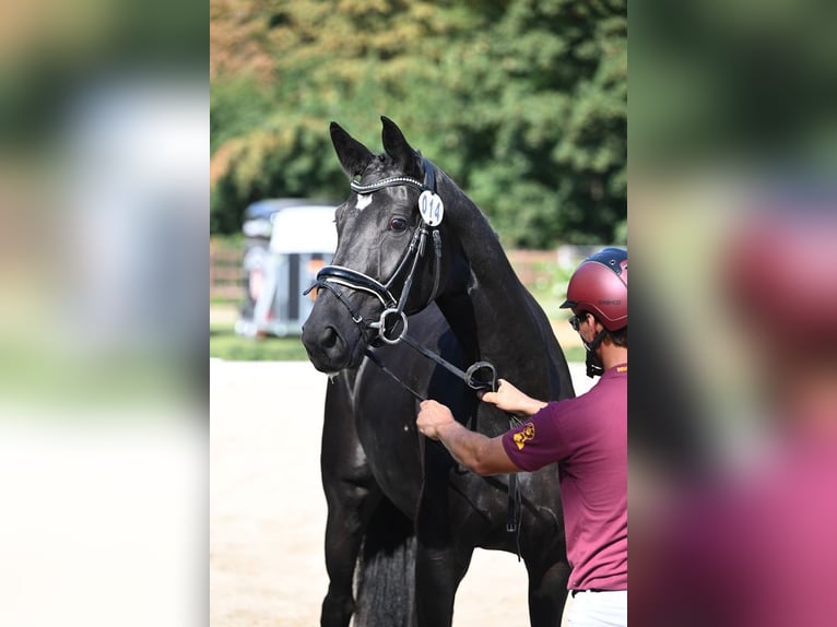 Tysk sporthäst Sto 4 år 170 cm Svart in Riedstadt
