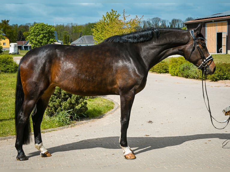 Tysk sporthäst Sto 4 år 177 cm Brun in Krumke