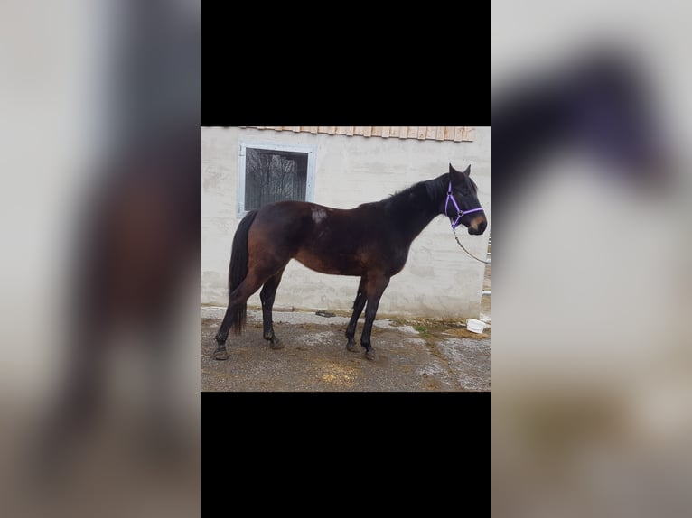 Tysk sporthäst Sto 4 år Mörkbrun in Haldenwang