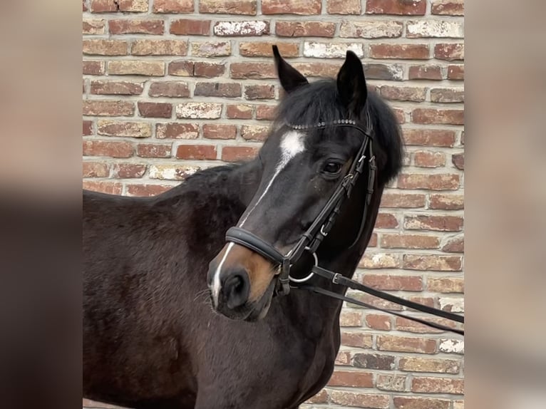 Tysk sporthäst Sto 5 år 160 cm Svart in Grevenbroich