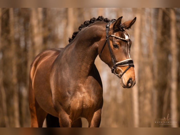 Tysk sporthäst Sto 5 år 161 cm Mörkbrun in Wehringen