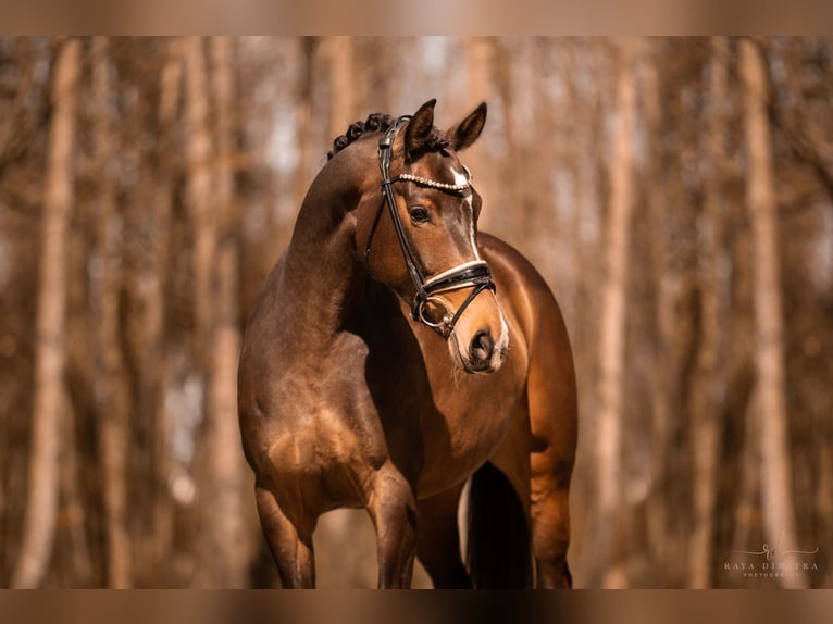 Tysk sporthäst Sto 5 år 161 cm Mörkbrun in Wehringen