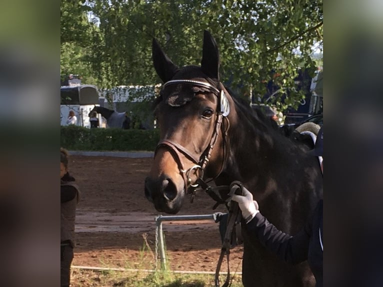 Tysk sporthäst Sto 5 år 162 cm Rökfärgad svart in Unterwellenborn