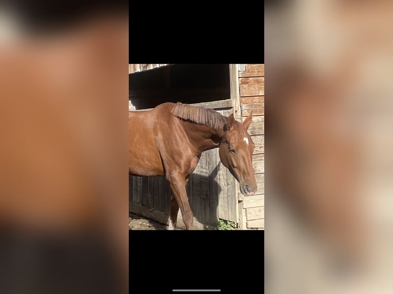 Tysk sporthäst Sto 5 år 163 cm fux in Mengerschied