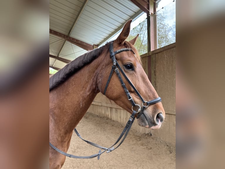 Tysk sporthäst Sto 5 år 163 cm fux in Mengerschied