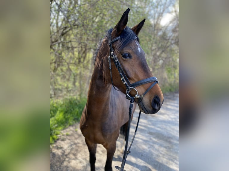 Tysk sporthäst Sto 5 år 164 cm Brun in Graz