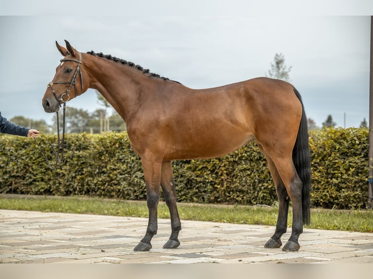 Tysk sporthäst Sto 5 år 165 cm Brun in Gomadingen