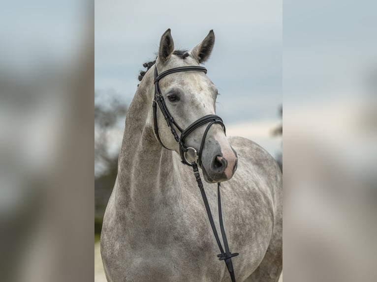 Tysk sporthäst Sto 5 år 166 cm Grå in Gomadingen