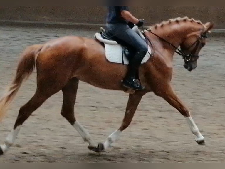 Tysk sporthäst Sto 5 år 170 cm fux in Ringelsdorf