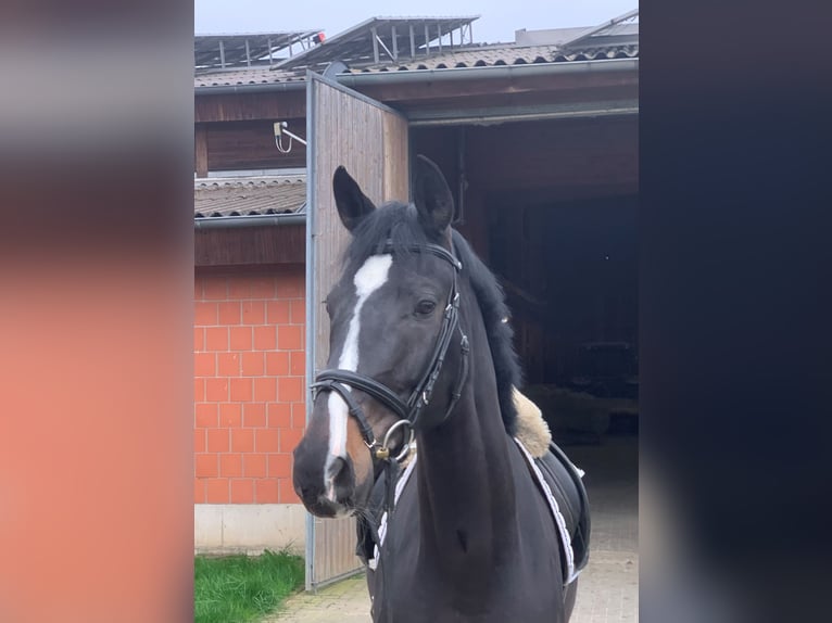 Tysk sporthäst Sto 5 år 170 cm Svart in Neunkirchen