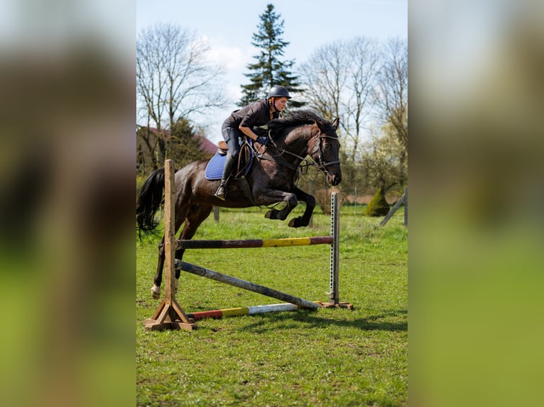 Tysk sporthäst Sto 5 år 173 cm Svart in Zehdenick