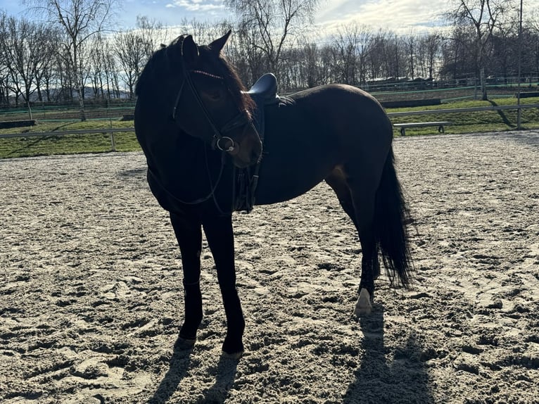 Tysk sporthäst Sto 5 år 174 cm Mörkbrun in Bautzen