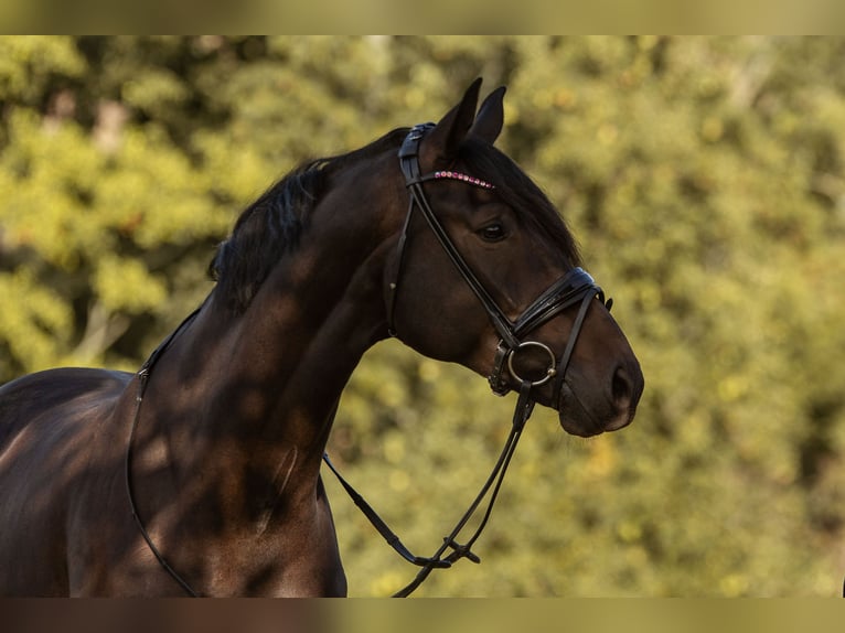 Tysk sporthäst Sto 5 år 174 cm Mörkbrun in Bautzen