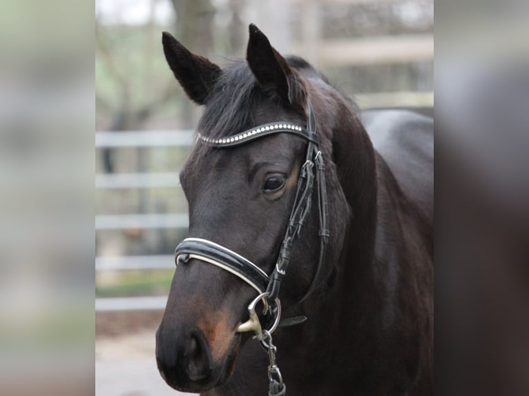 Tysk sporthäst Sto 6 år 161 cm Rökfärgad svart in Borgentreich