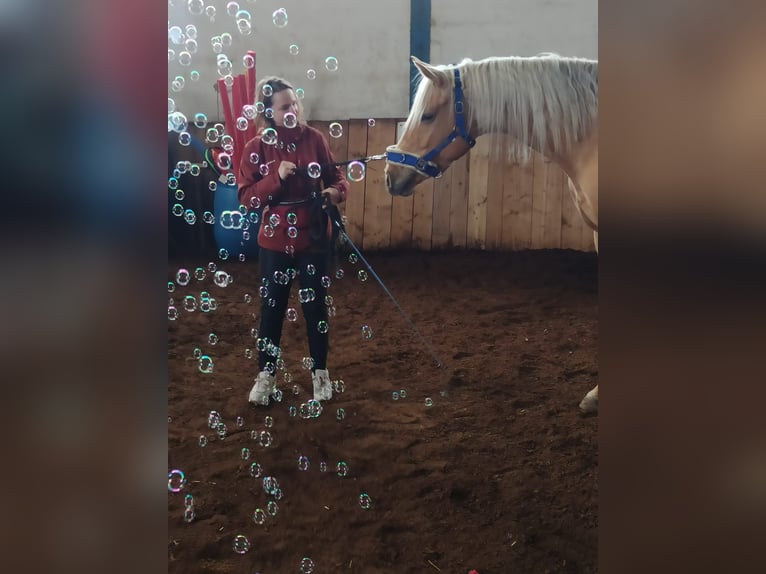 Tysk sporthäst Sto 6 år 163 cm Palomino in Bad Zurzach