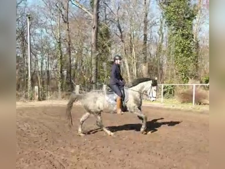 Tysk sporthäst Sto 6 år 164 cm Grå in Potsdam