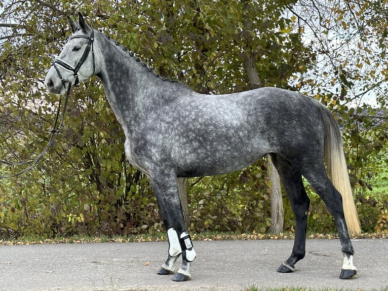 Tysk sporthäst Sto 6 år 164 cm Gråskimmel in Riedlingen