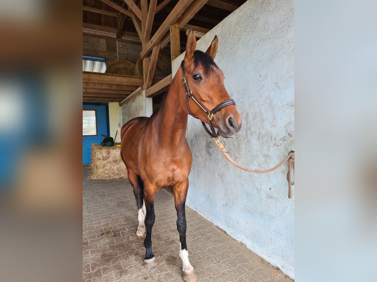 Tysk sporthäst Sto 6 år 168 cm Brun in Großrinderfeld