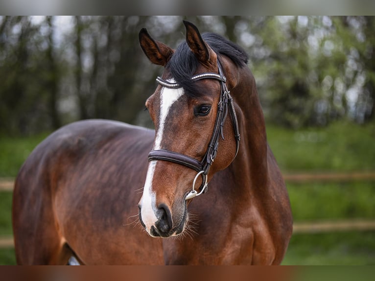 Tysk sporthäst Sto 6 år 168 cm Brun in Riedstadt