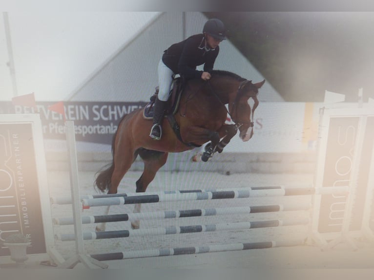 Tysk sporthäst Sto 6 år 168 cm in Käshofen
