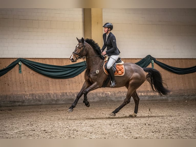 Tysk sporthäst Sto 6 år 169 cm Brun in Borgholzhausen