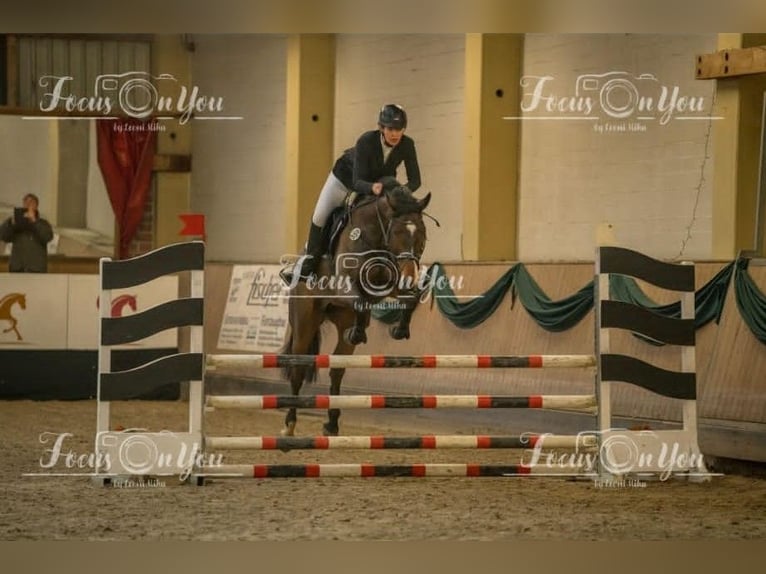 Tysk sporthäst Sto 6 år 169 cm Brun in Borgholzhausen