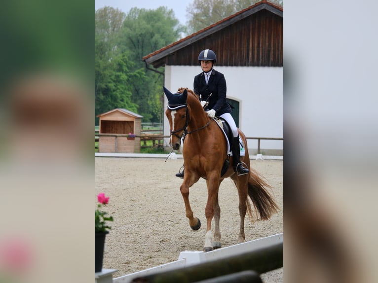 Tysk sporthäst Sto 6 år 170 cm fux in Hallbergmoos