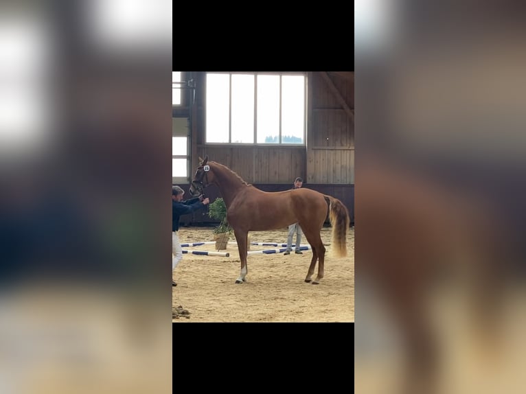 Tysk sporthäst Sto 6 år 170 cm fux in Hallbergmoos
