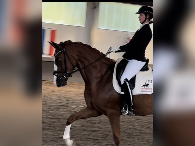 Tysk sporthäst Sto 6 år 170 cm fux in Löningen